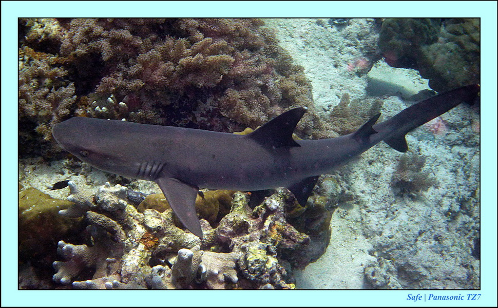 2011 - 08 - Borneo - Sipadan 107